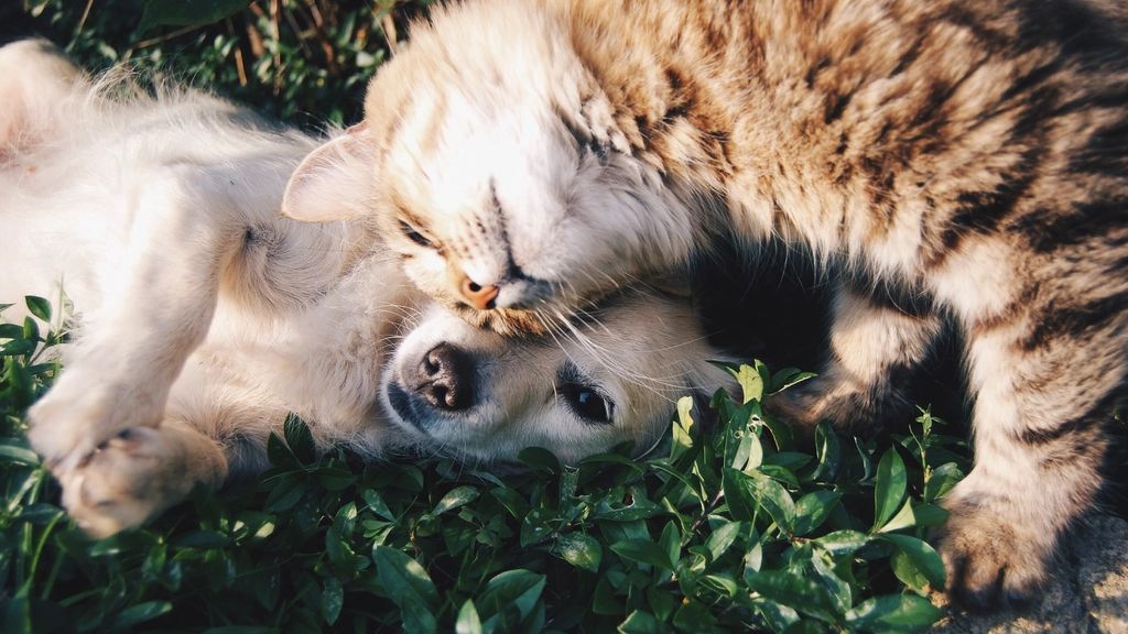 A woman sitting in the grass with her dog leaning against her
