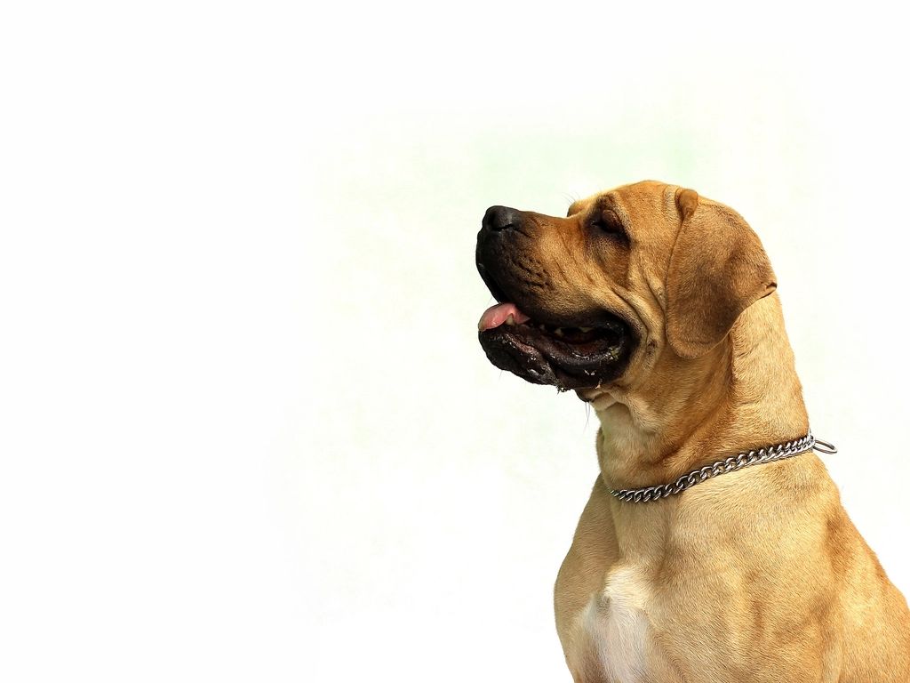 Ein brauner Hund von der Seite