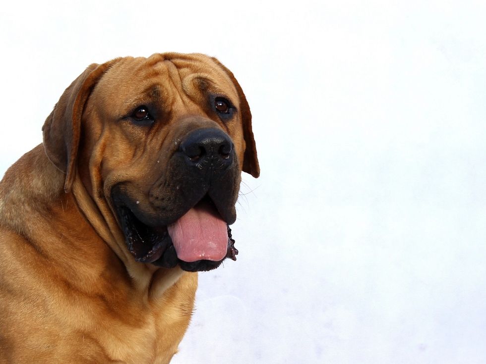 Studio portrait of a dog