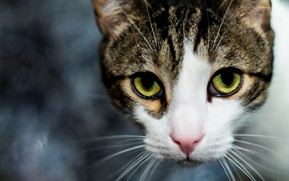 Retrato de un gato