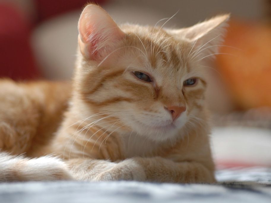Eine rote Katze, die ruht