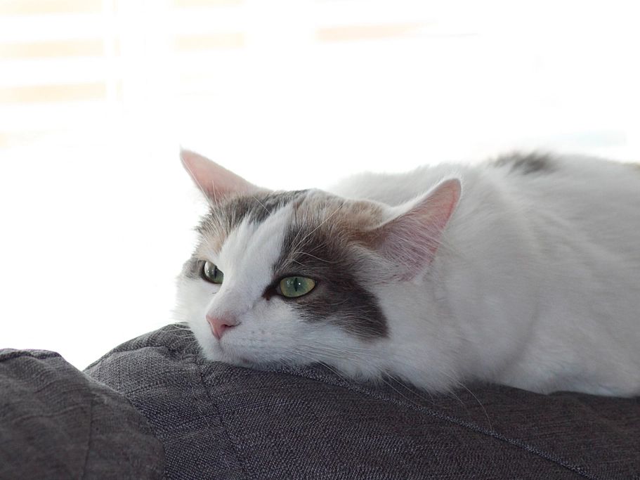 Eine weiße Katze mit schwarzen Flecken