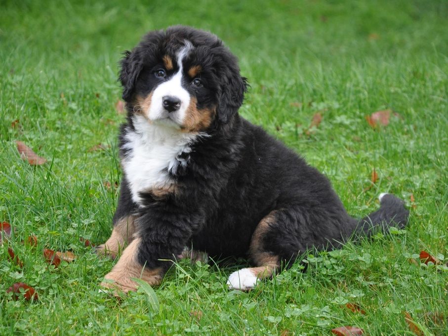 Ein Berner-Sennenhund-Welpe im Gras