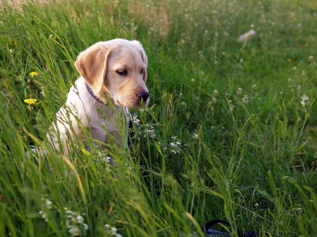 Ein Labradorwelpe im Gras