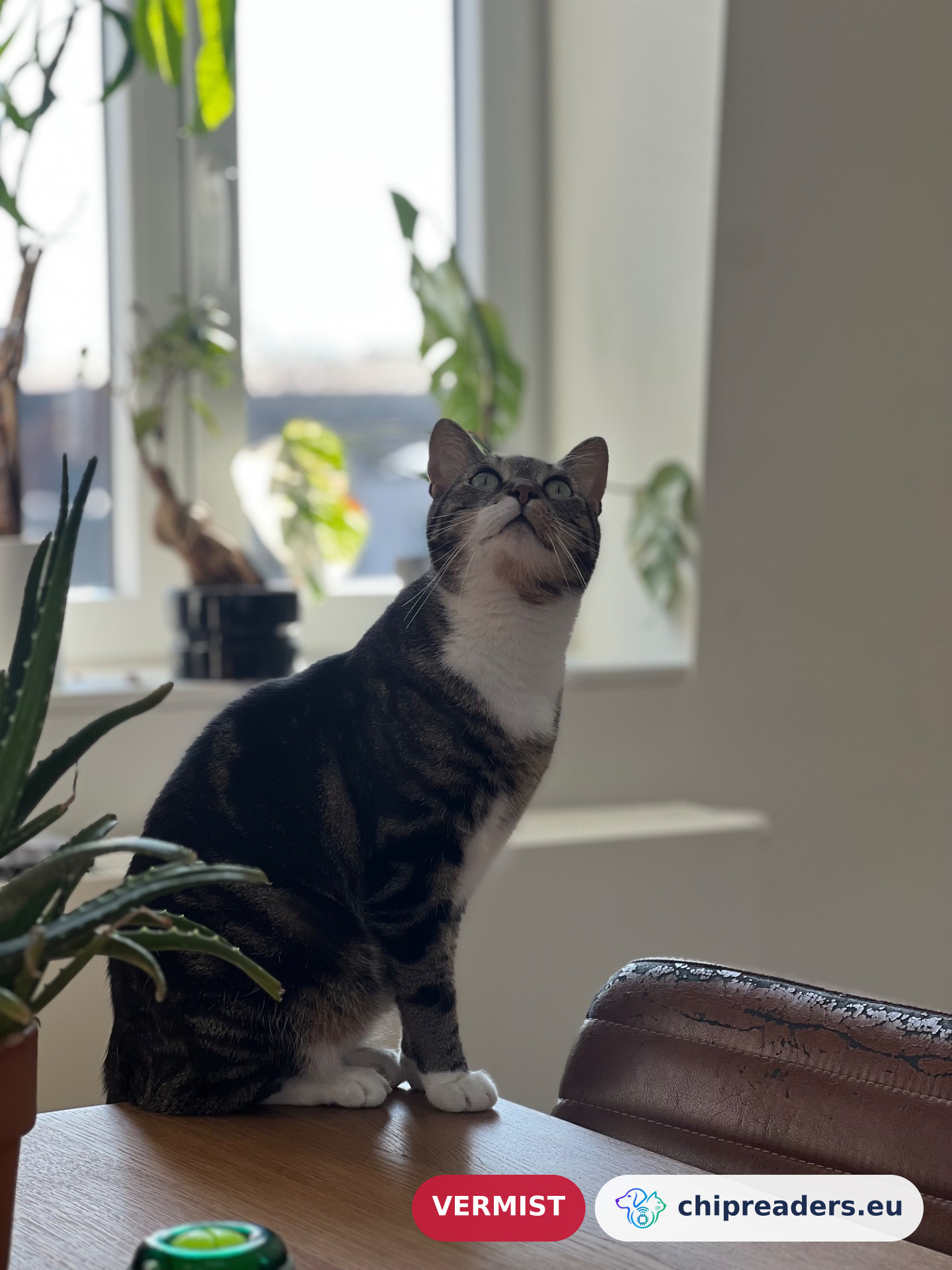Sensi