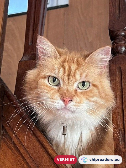 Ziggy
