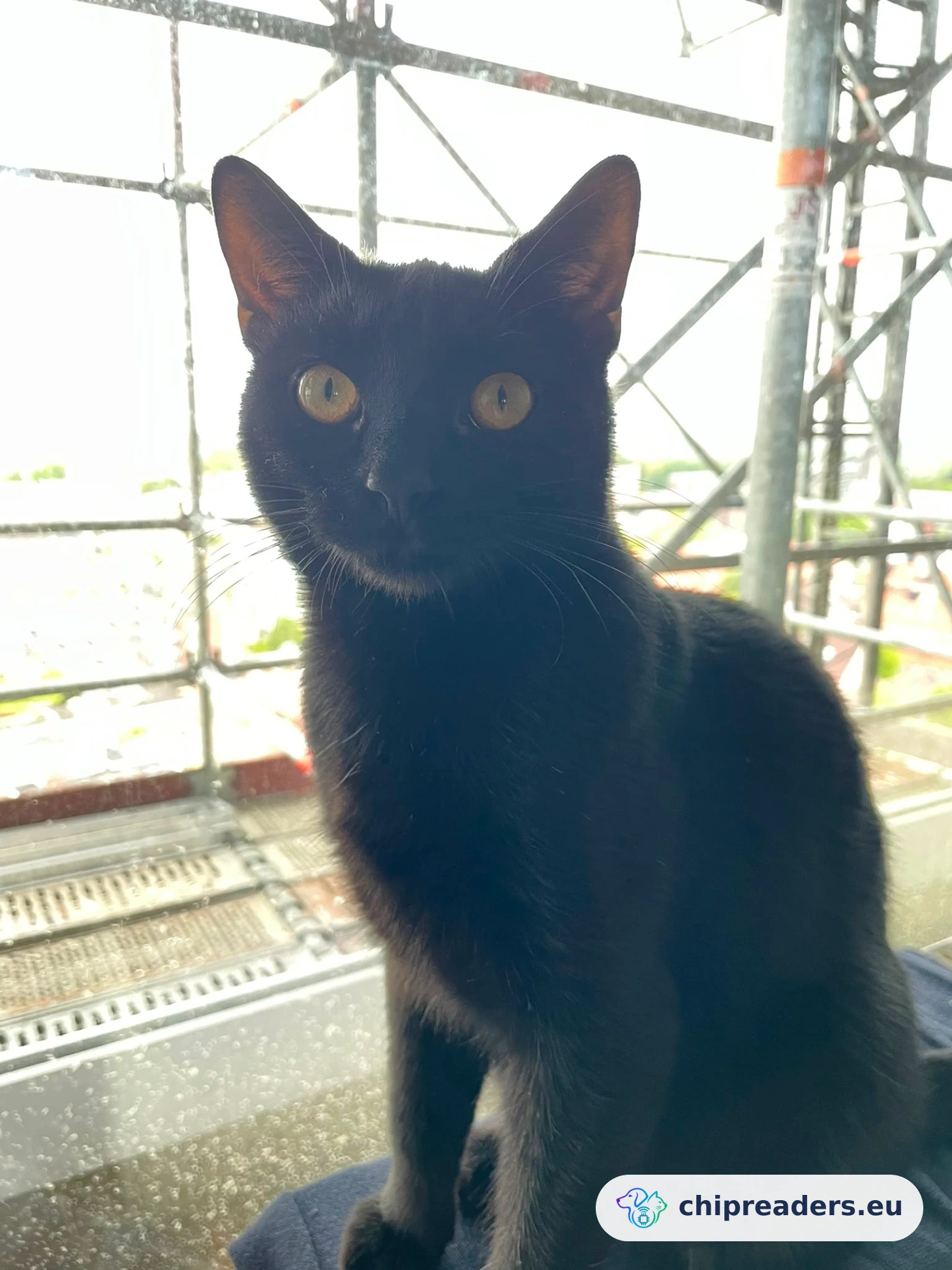 Foto van Nero