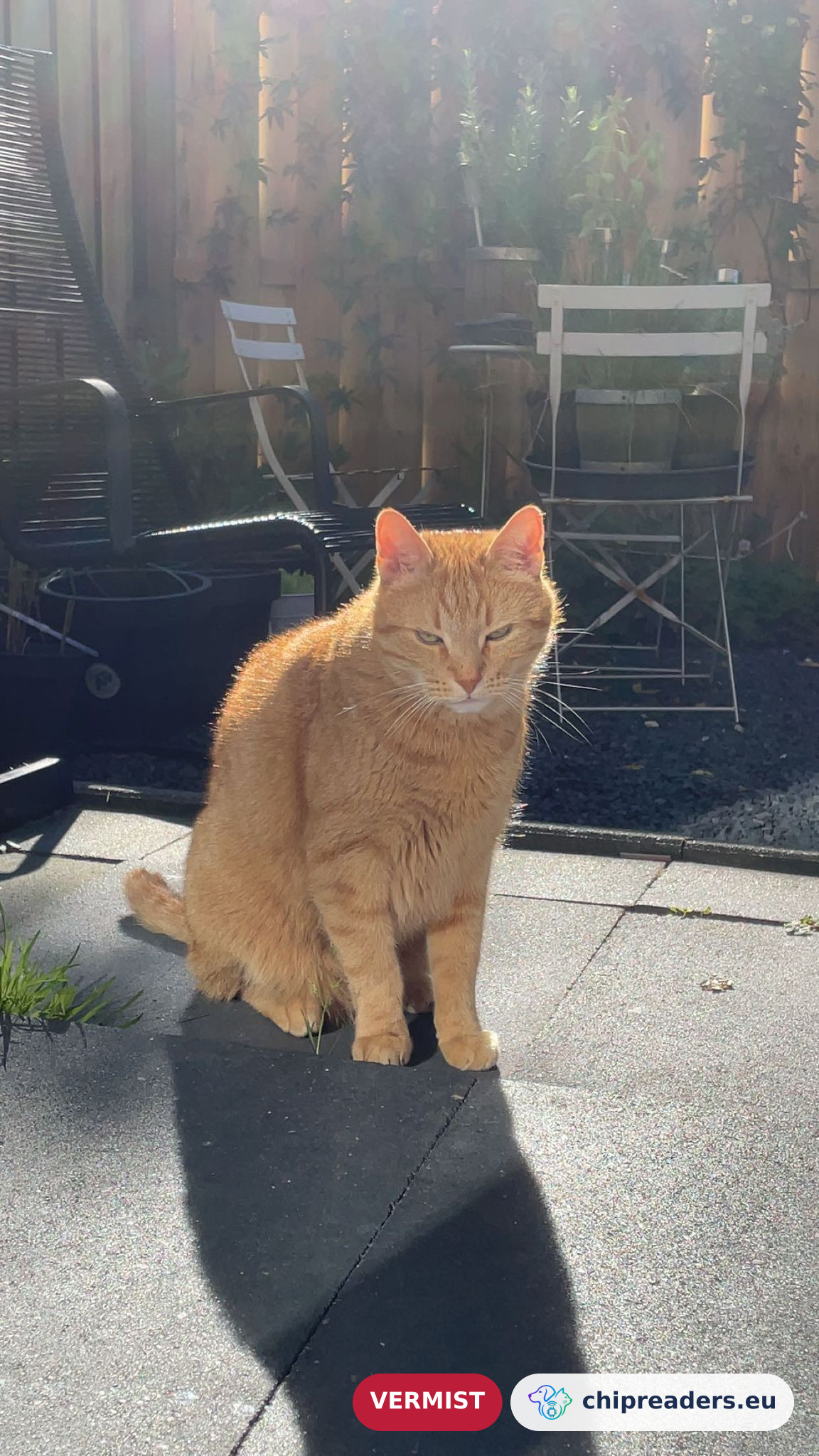 Simba