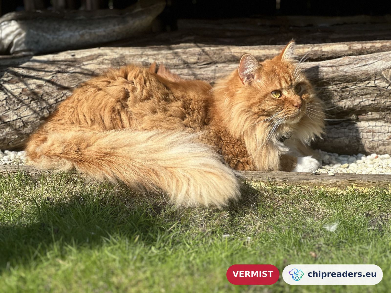 Foto van Ody (Odysseus)