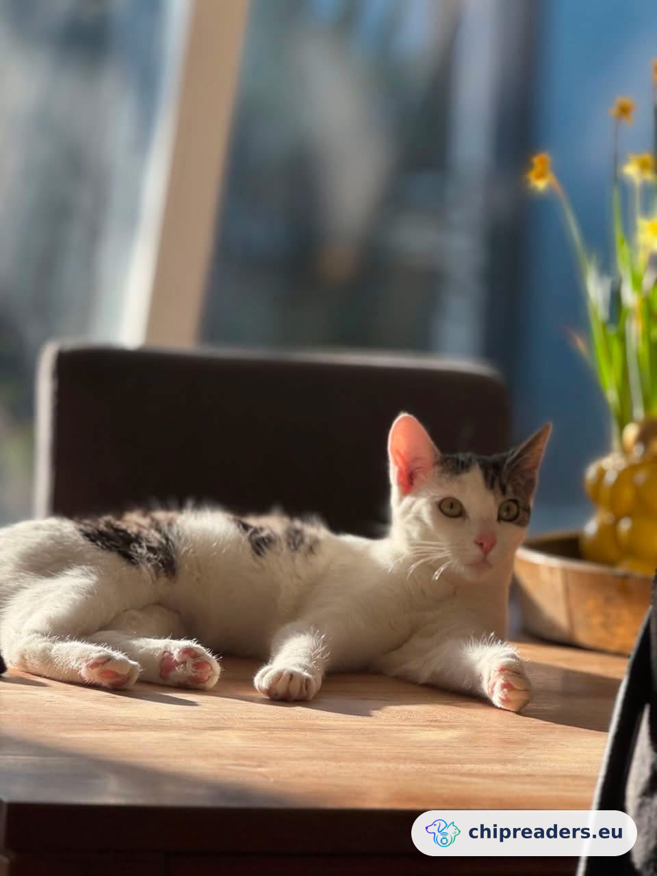 Foto van Wolkie