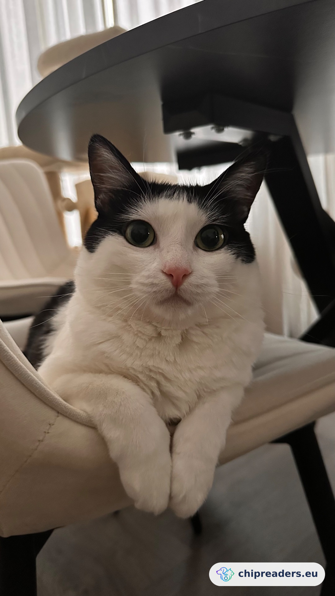 Foto van Yuumi