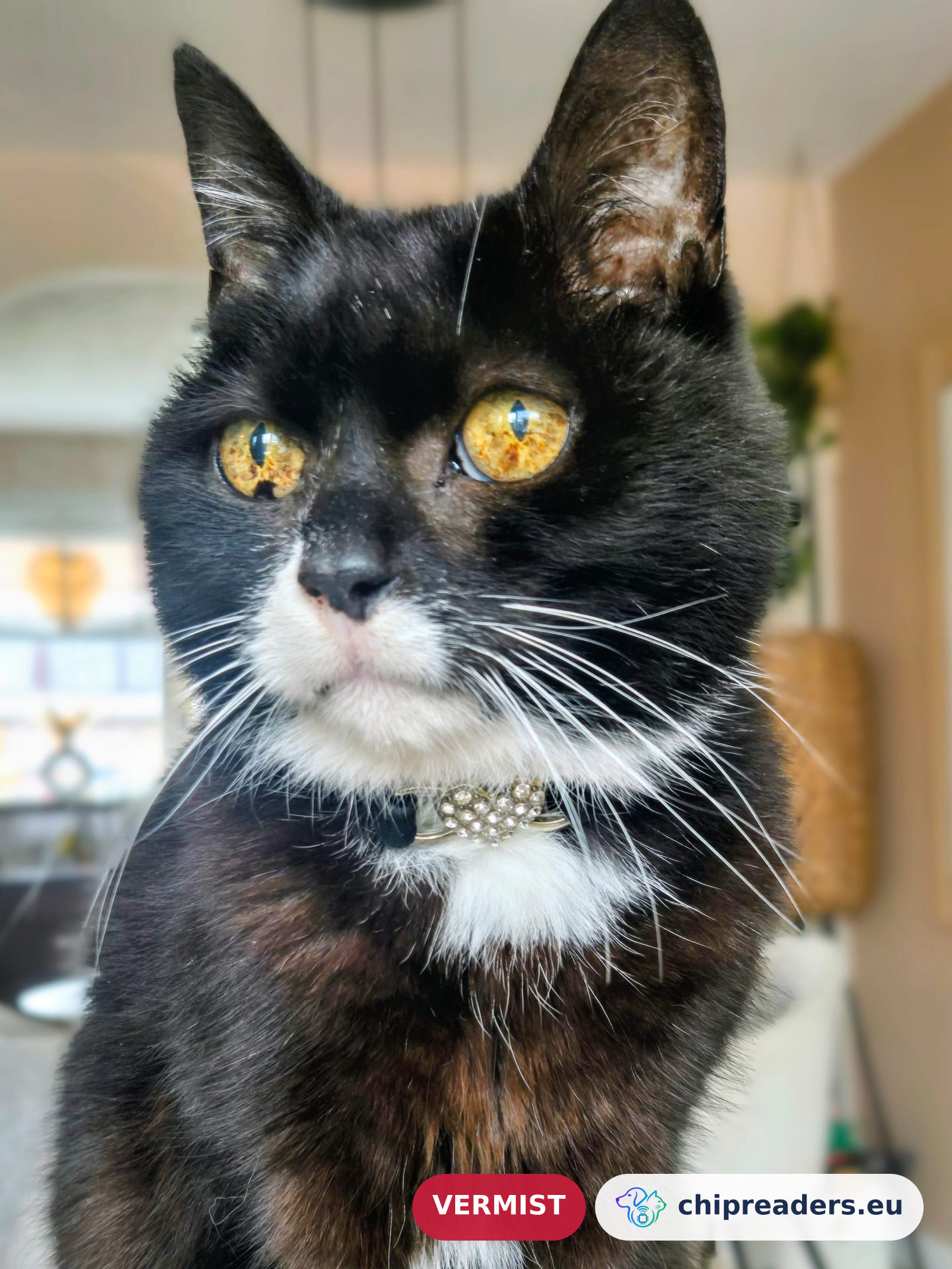 Blacky