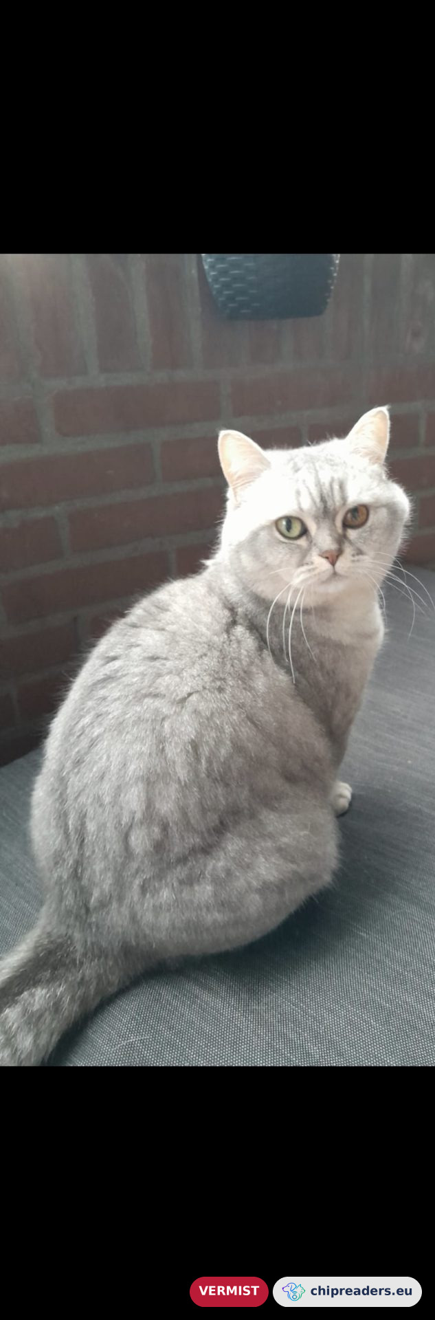 Bella