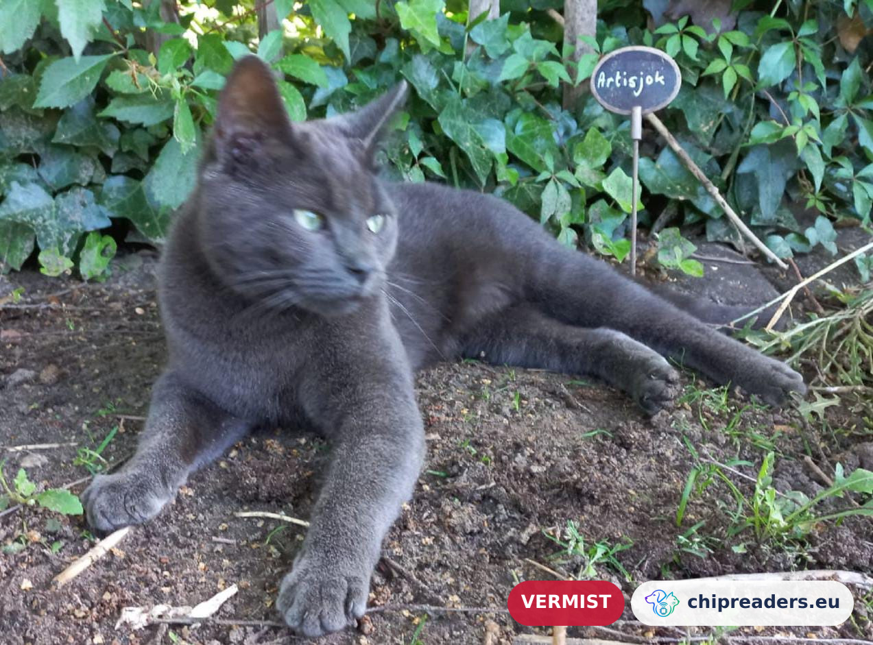Muis