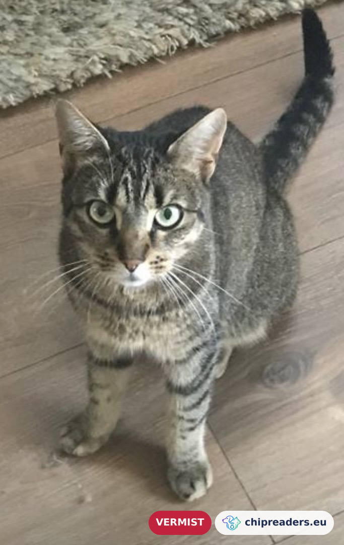 Indy
