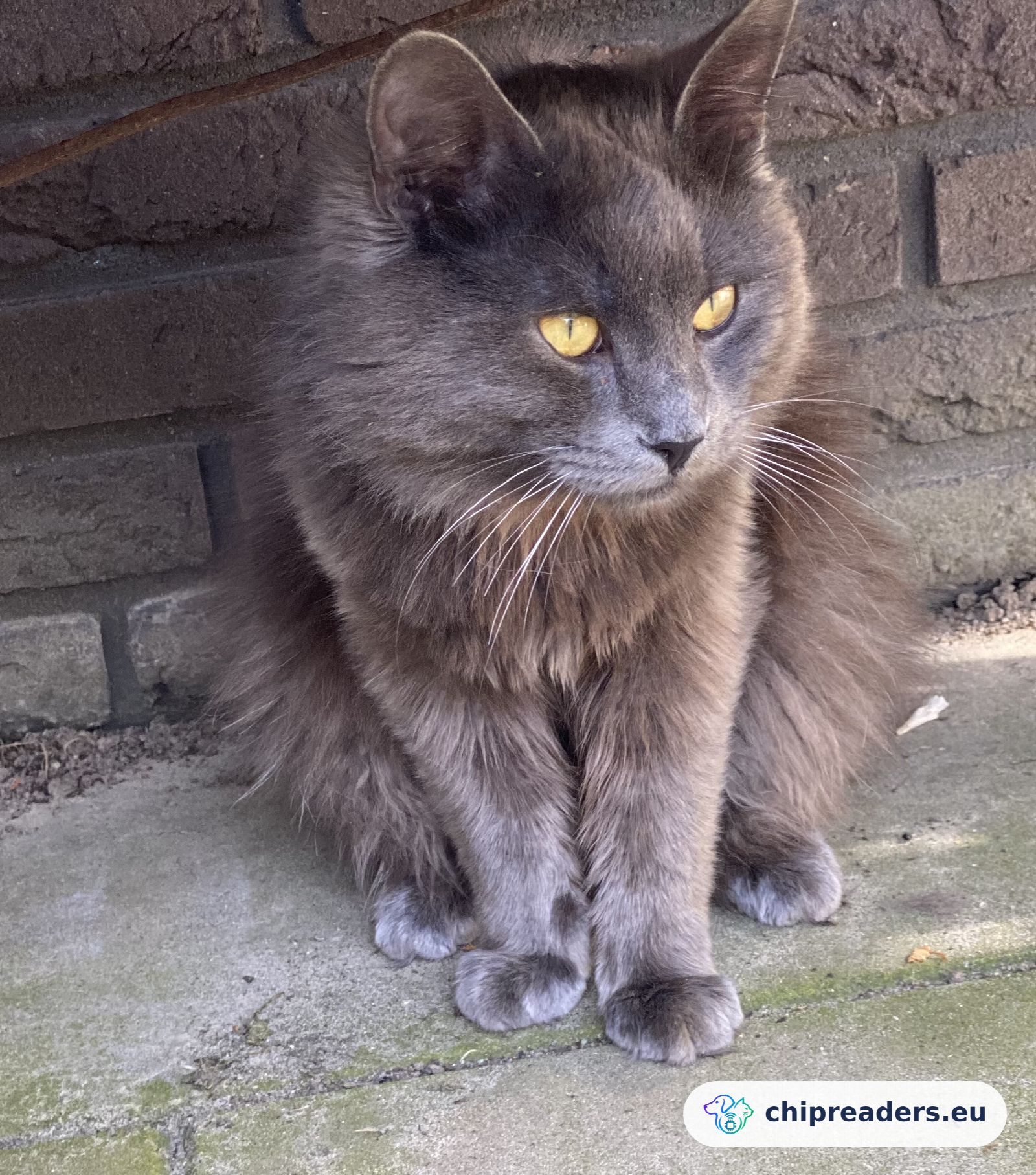 Foto van Raffie