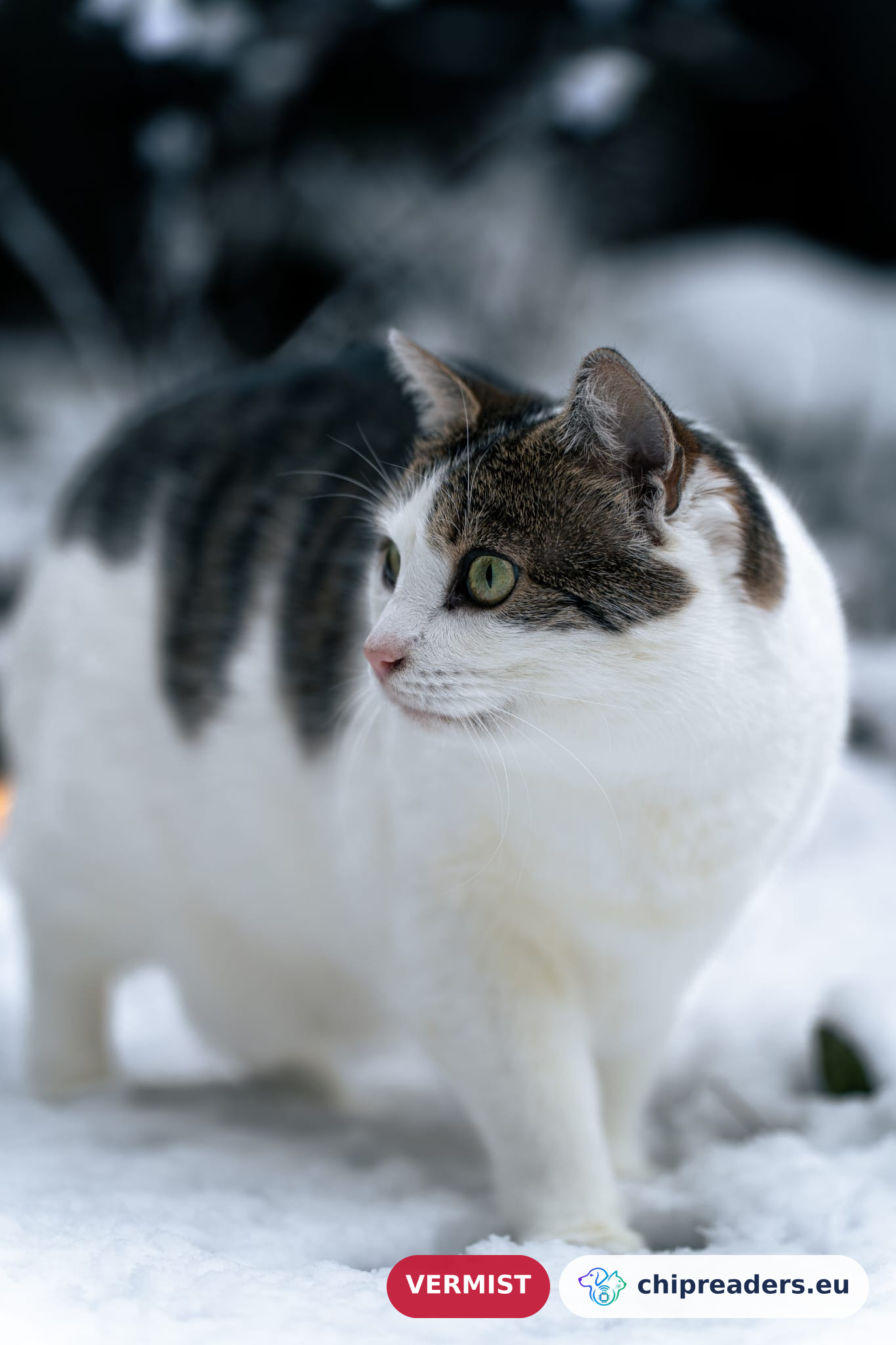 MiMi