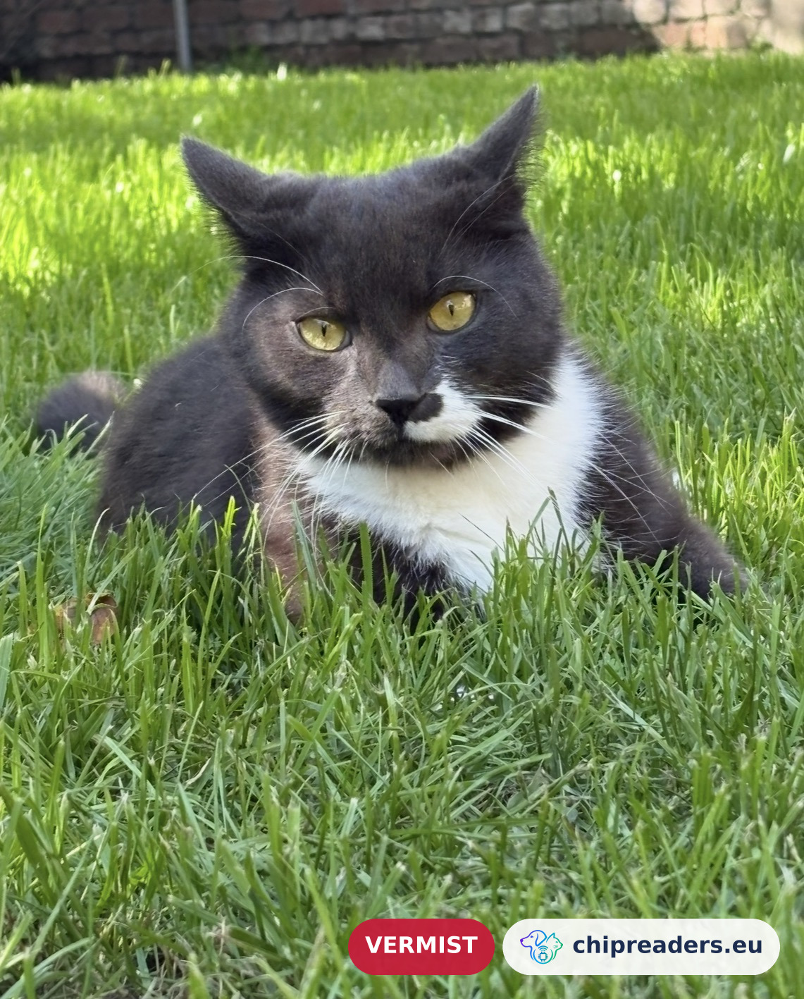 Miauwke