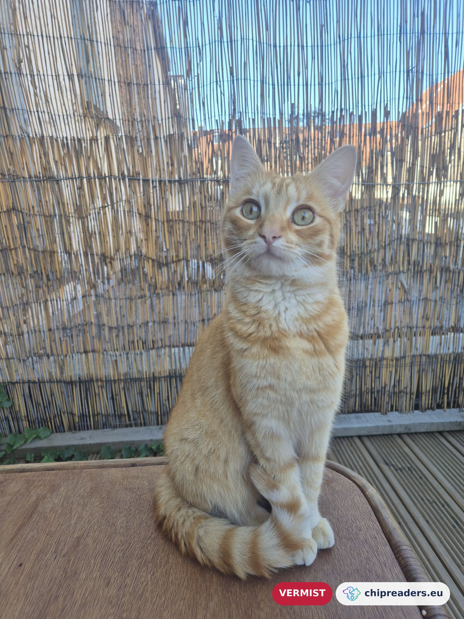 Cleo