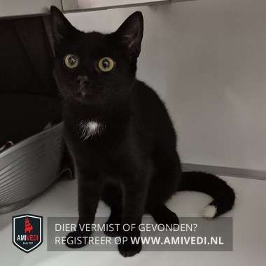 Animale avvistato