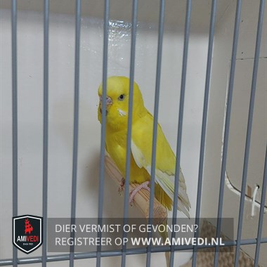 Sighted animal