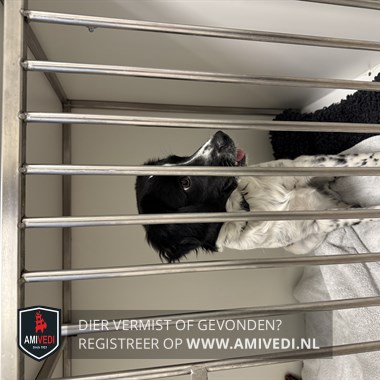 Sighted animal