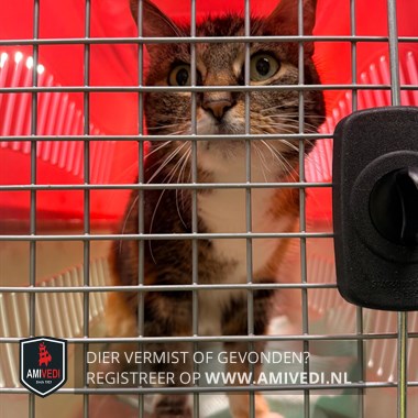 Animale avvistato