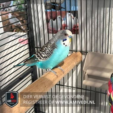 Gesichtetes Tier