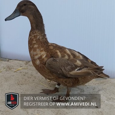 Animale avvistato