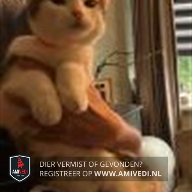 Gesichtetes Tier