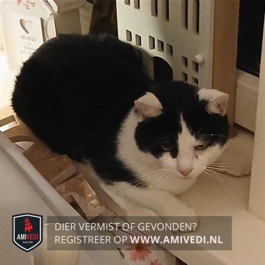 Animale avvistato