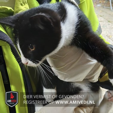 Animale avvistato