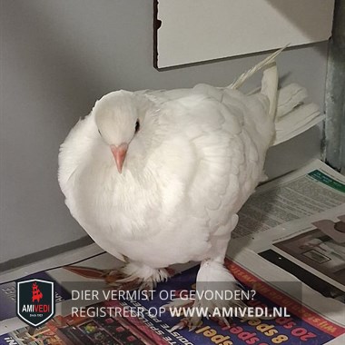 Animale avvistato