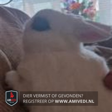 Gesichtetes Tier