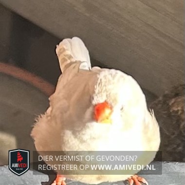 Gesignaleerd dier