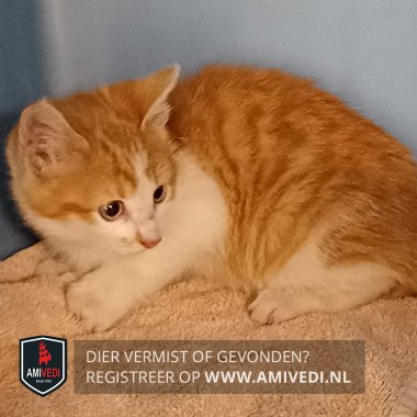 Animale avvistato
