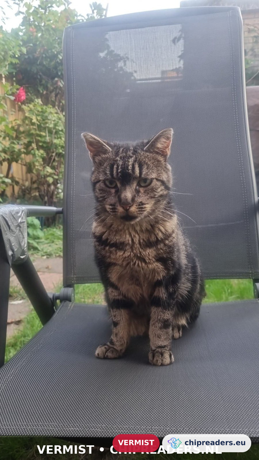 Toeter, kat
