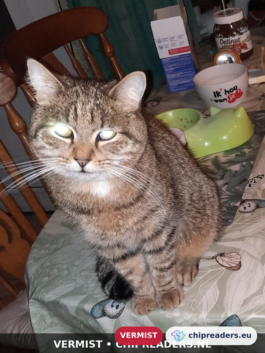 Tijgertje, kat