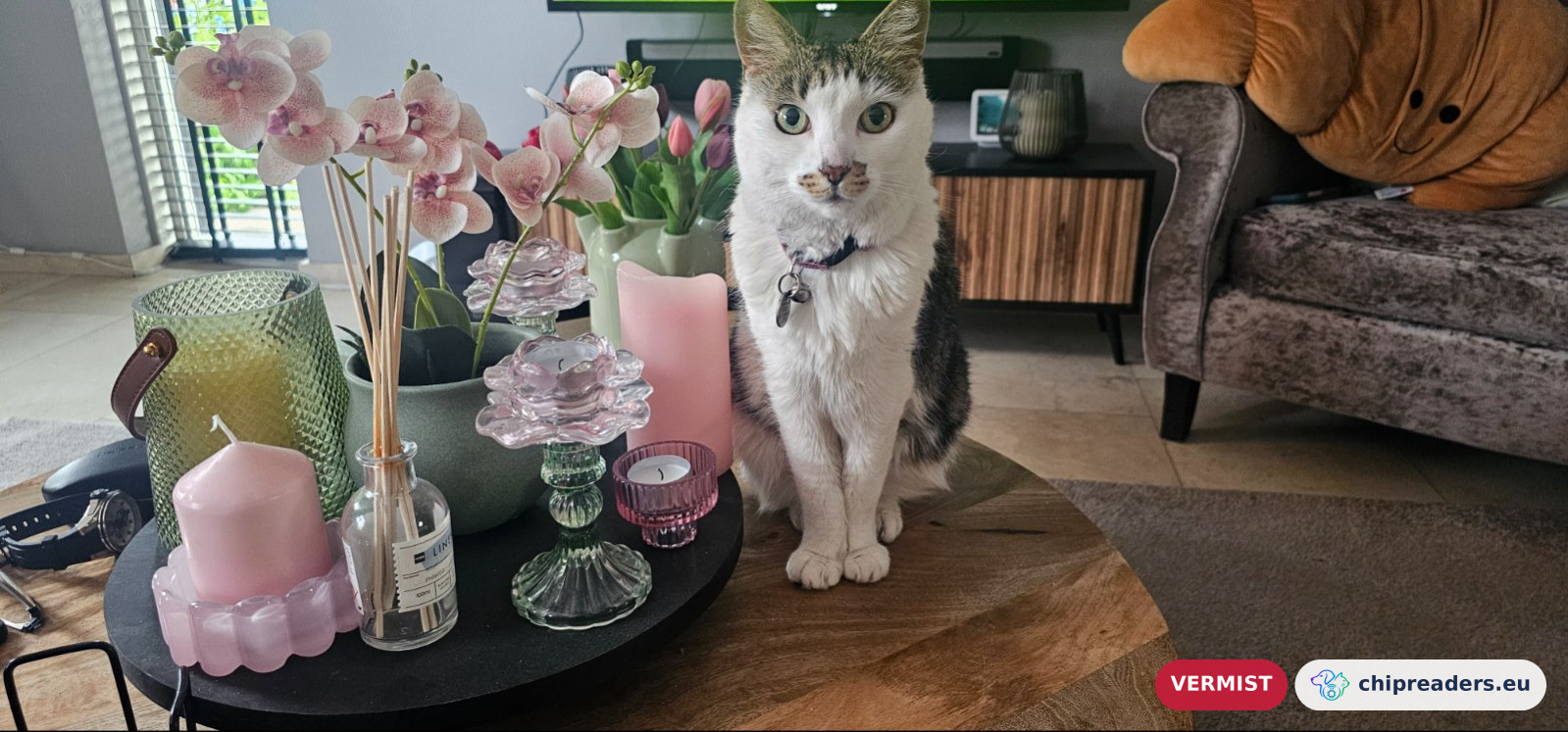 Kira, kat
