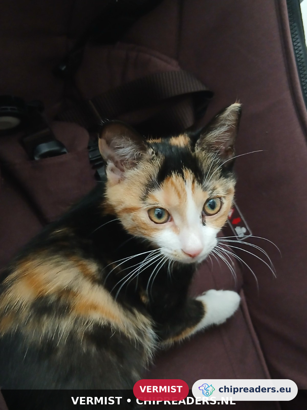 Rita, kat