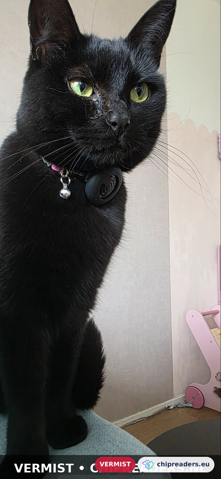 Glowy, kat