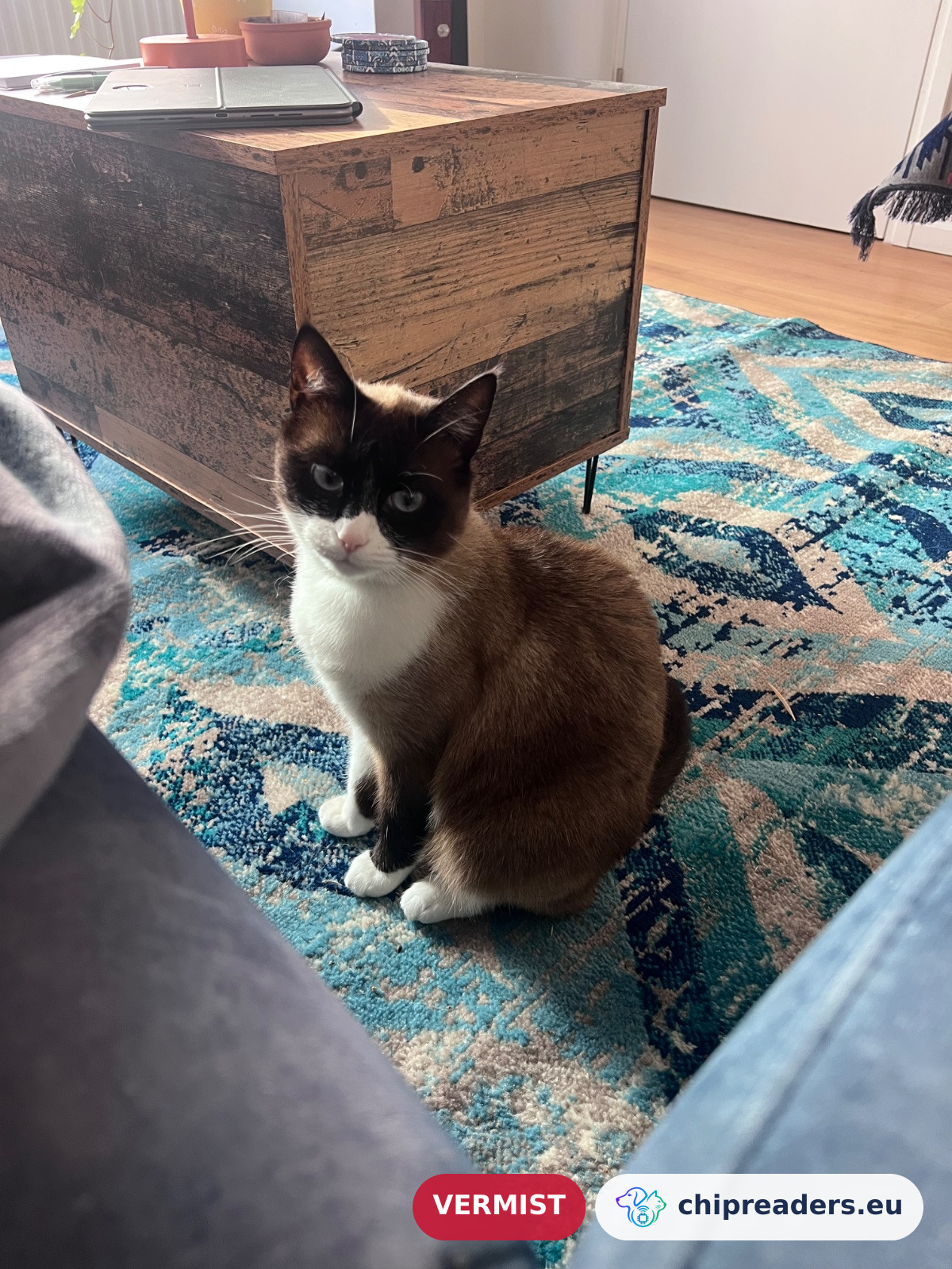 Luna, kat
