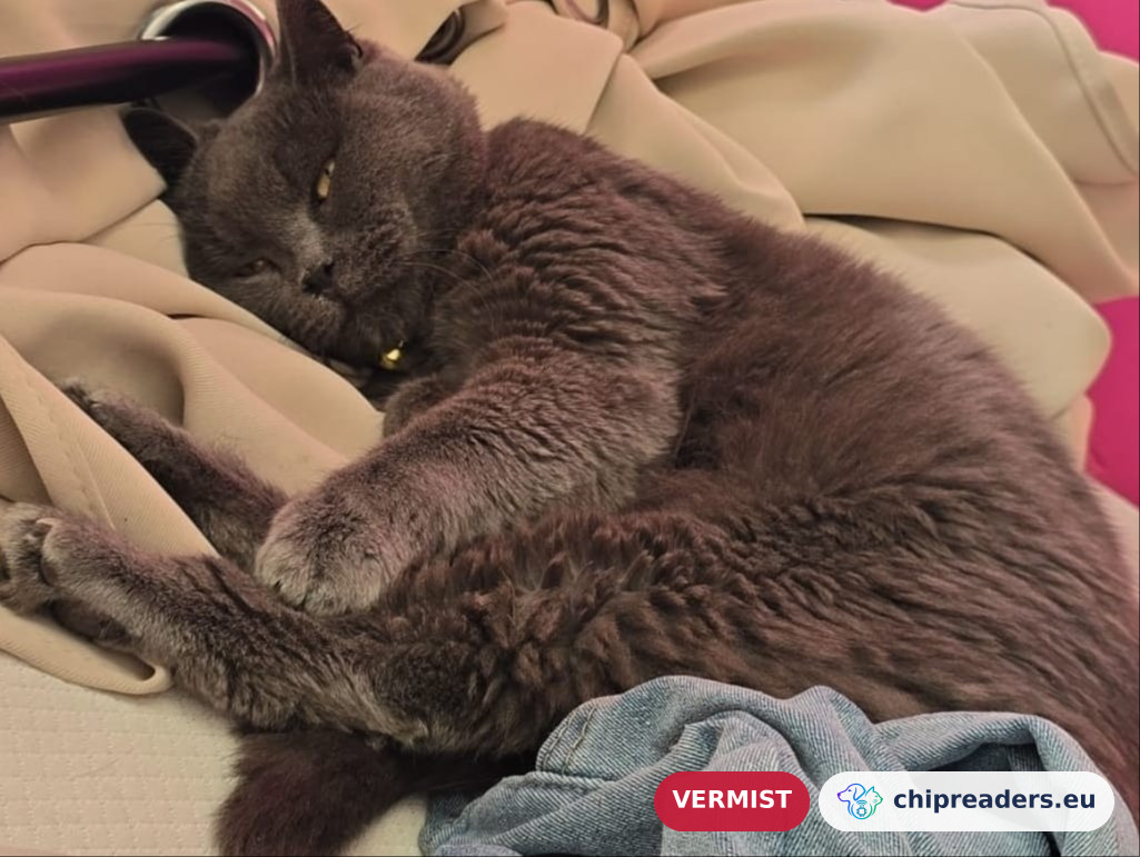 Mochi, kat