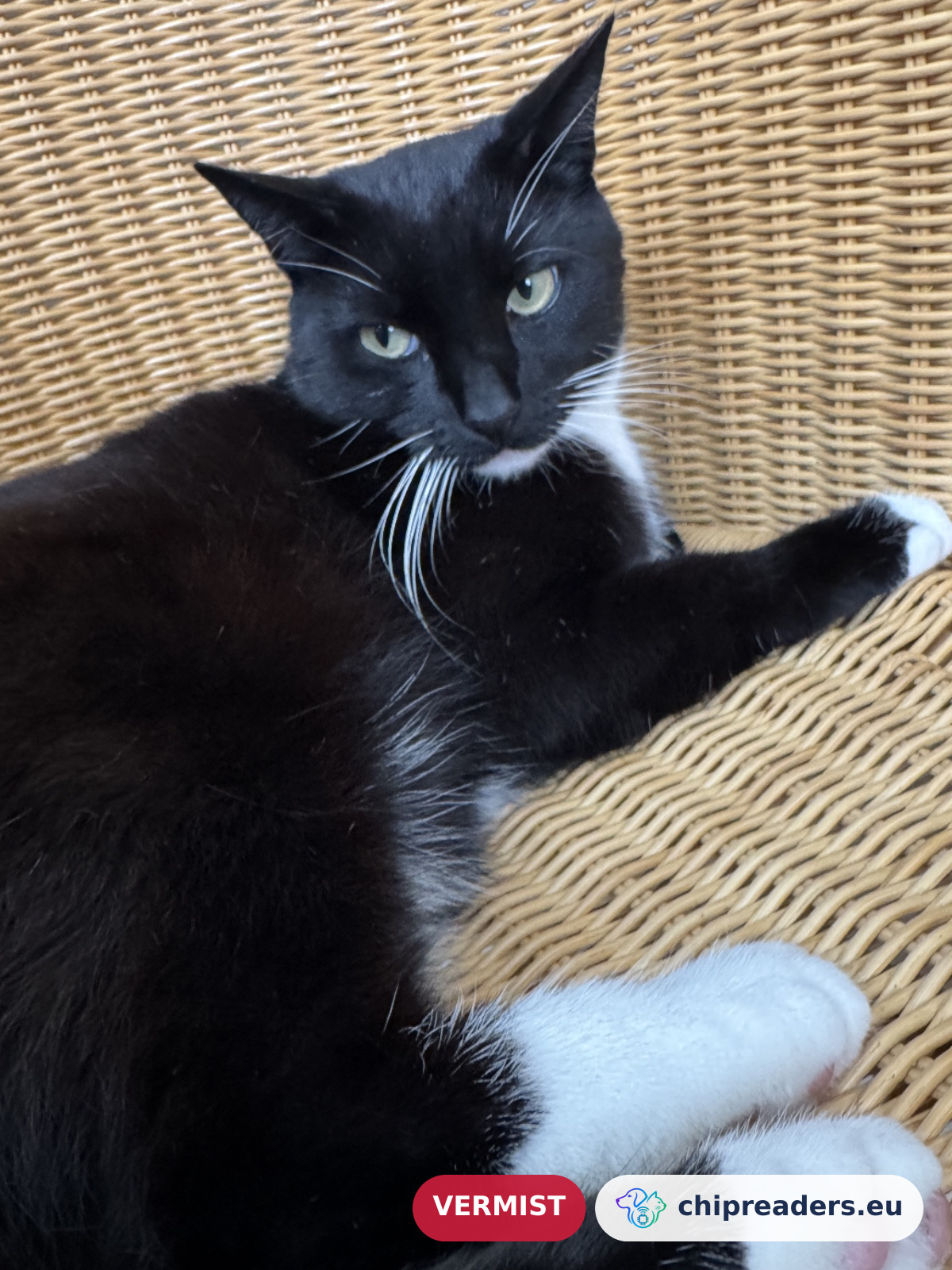 Matcha, kat
