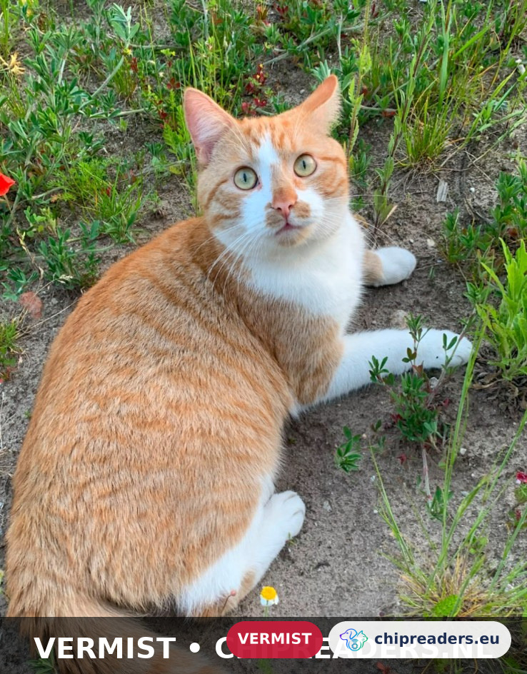 Milo, kat