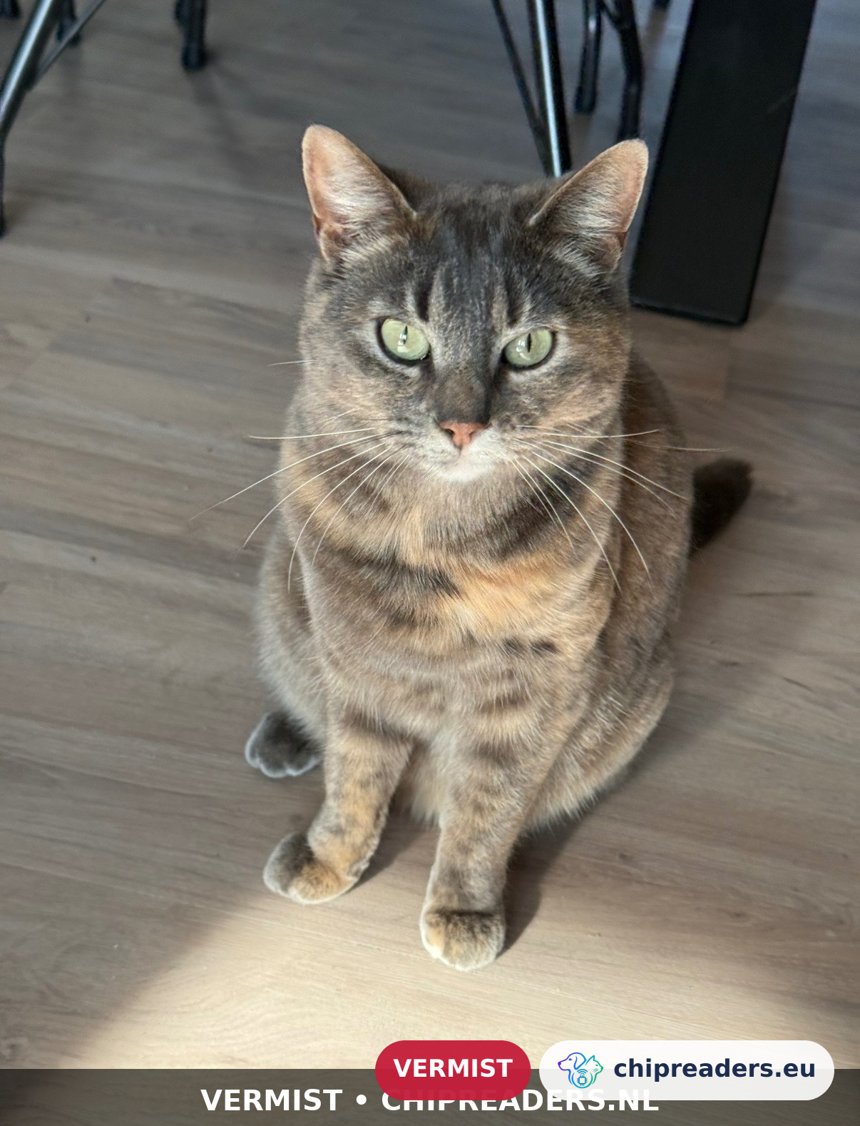 Nala, Kat