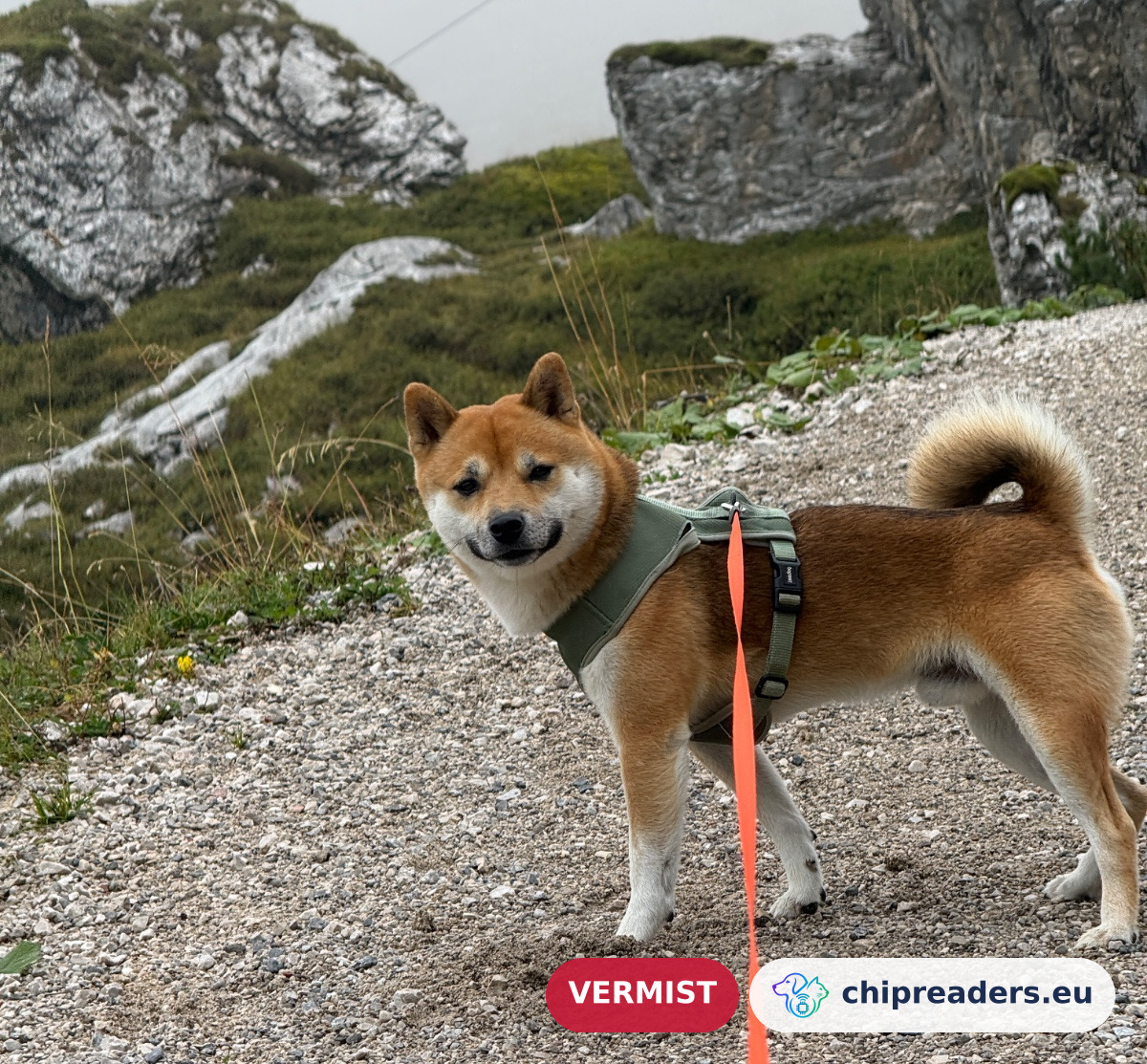 Harry, hond