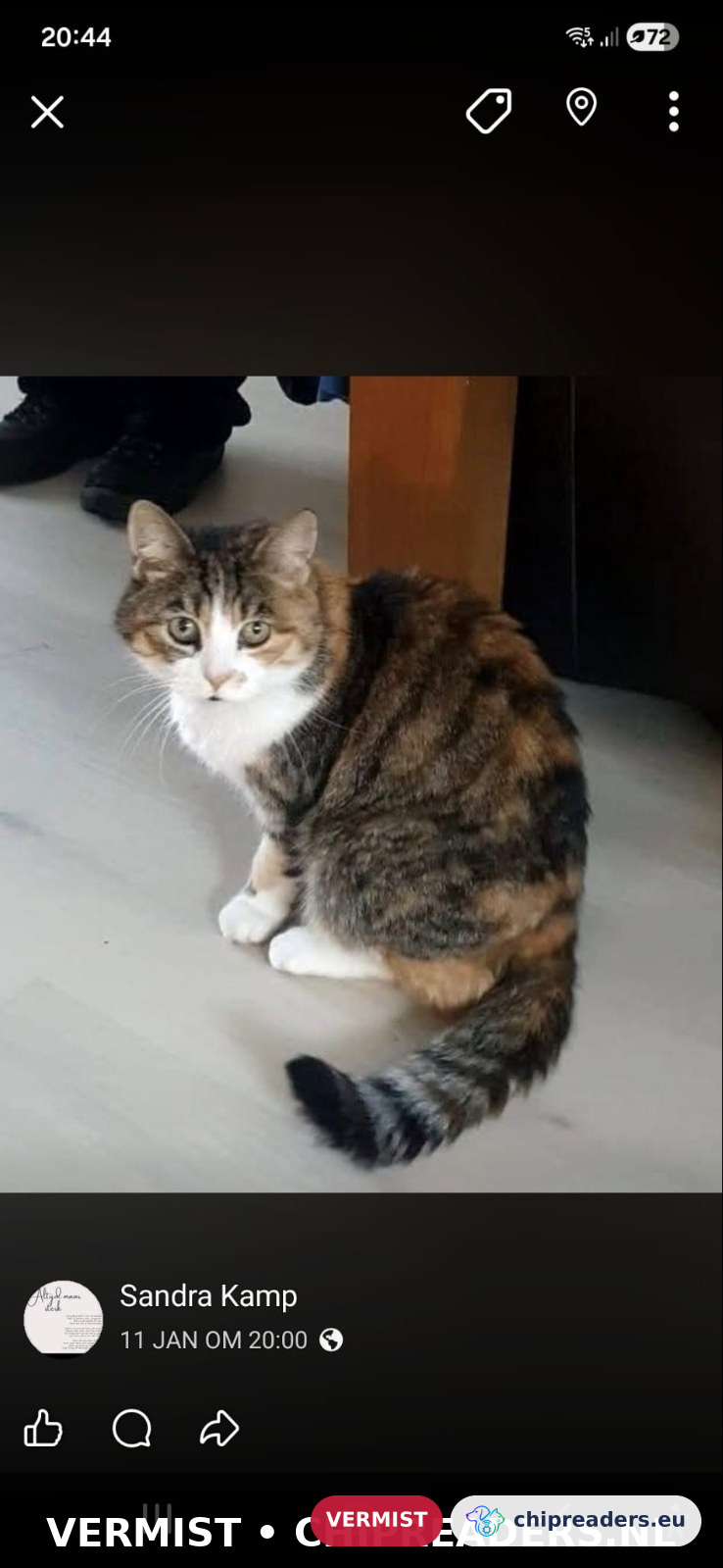 minoes, kat