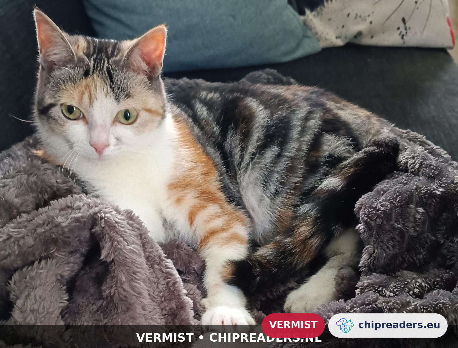 Wolkje, kat