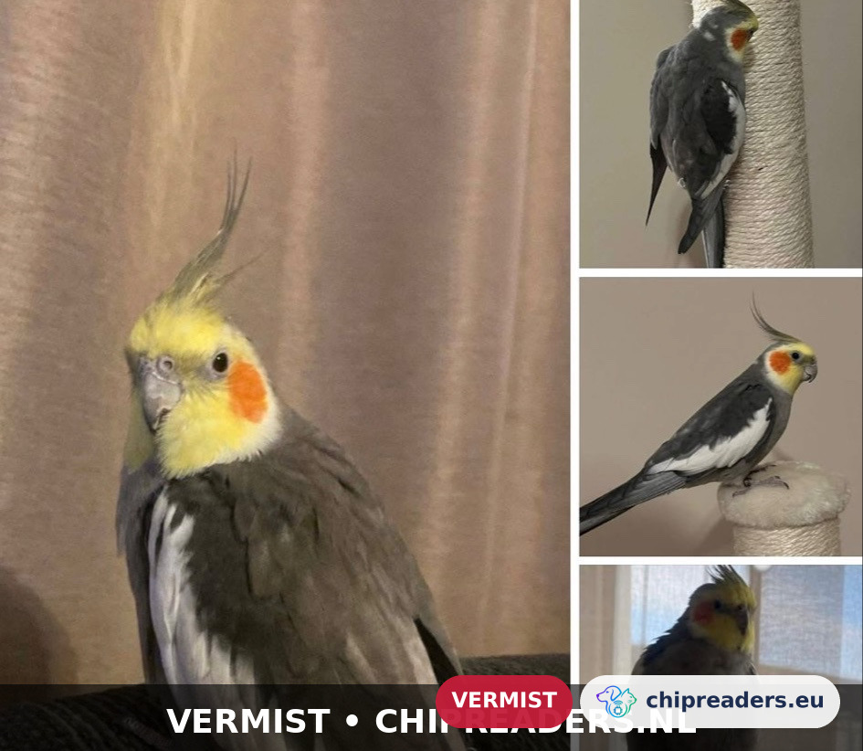 Kiki, vogel